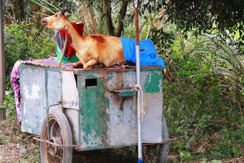 Ninh Bình: Kiếm tiền triệu trong ngày nhờ bán thịt dê - 11
Một con dê được bày bán nằm trên chiếc xe kéo tồi tàn, không có tủ kính che đậy, con dê này chỉ được che phủ bằng một tấm vải đơn giản. Thế nhưng, thịt dê như thế này vẫn được khách tiêu thụ hết. Được biết, trước việc bày bán thịt dê ven đường gây mất mỹ quan du lịch, an toàn thực phẩm, an toàn giao thông như thế này, cơ quan chức năng tỉnh Ninh Bình cũng thường xuyên nhắc nhở, tuyên truyền các hộ dân nhưng đến nay vẫn chưa dẹp bỏ được tình trạng này