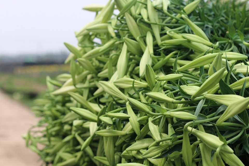 Hoa loa kèn Tây Tựu vào mùa thu hoạch - 8 nhưng cũng đủ khiến người ta say đắm bởi vẻ đẹp giản dị và tinh khôi.