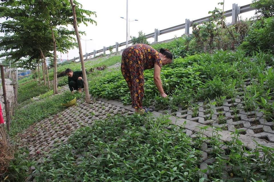 Vườn rau xanh độc đáo trong... hốc bê tông ngay giữa Hà Nội - 13 Vào mỗi buổi chiều cả con phố lại tấp nập, rộn ràng chăm sóc vườn rau