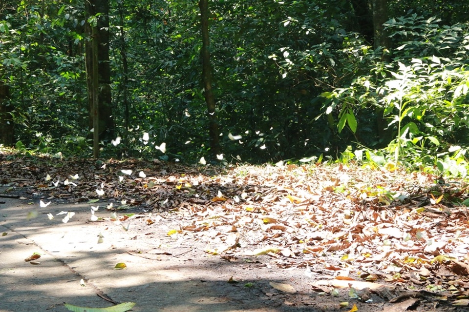 Đến Cúc Phương ngắm “rừng bươm bướm” - 13 Bướm nhiều đến nỗi, nhiều người tưởng tượng như lá rụng trong rừng Cúc Phương.