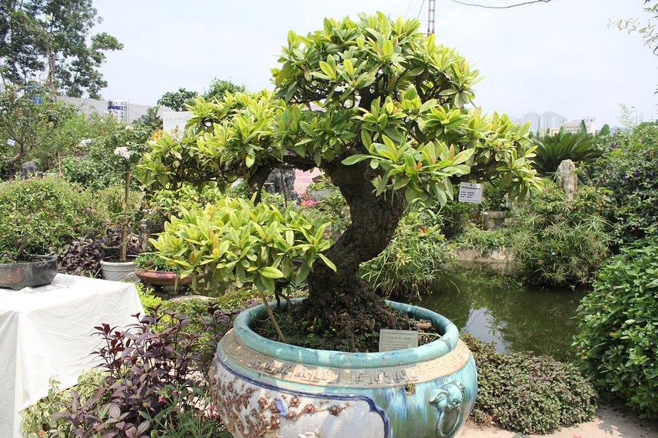 Mê mẩn những kiệt tác bonsai "độc nhất vô nhị" ở Hà Nội - 5 Tác phẩm hoa mẫu đơn bonsai cổ thụ có tuổi đời vào khoảng 200 năm. Cây có dáng trực, bố cục hài hòa, vừa có dáng vẻ mạnh mẽ lại toát lên vẻ tinh tế, uyển chuyển. Điều đặc biệt, cây nở hoa quanh năm. Dù không tiết lộ giá cụ thể, song chủ nhân của tác phẩm độc đáo này cho biết cây có giá không dưới tiền tỷ.