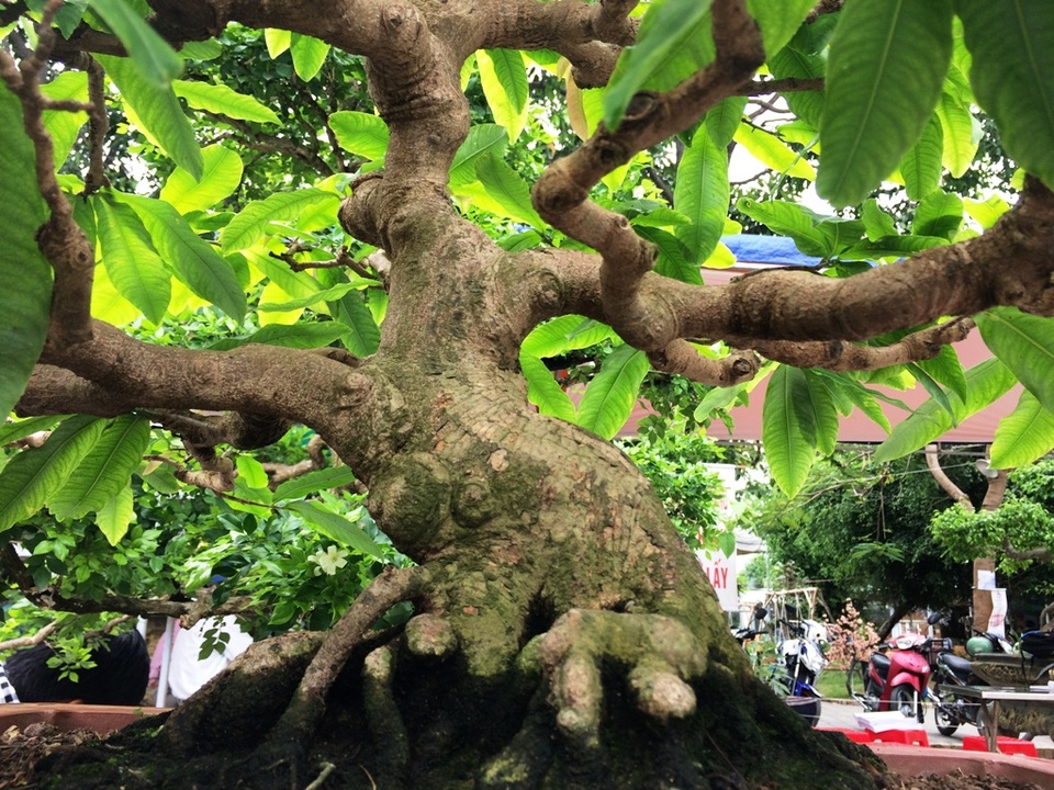 Ngắm những cây kiểng có dáng độc, lạ nhất nhì miền Tây - 5 Ngắm những cây kiểng có dáng độc, lạ nhất nhì miền Tây - 5