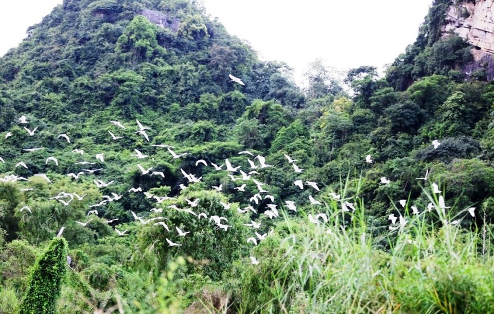 Khám phá "nơi bảo tồn những báu vật của trời"! - 4 Vào các buổi chiều, chim bay rợp trời Thung Nham. Toàn bổ cây cối trong thung lũng này phủ một màu trắng của đủ các loại chim, nhiều nhất là các loại cò trắng...