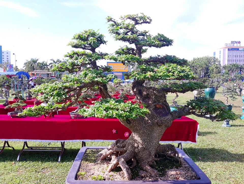 Mãn nhãn với những cụ cây “độc” tiền tỷ - 9