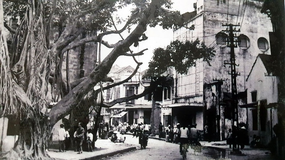 
Cây đa phố Ngõ Gạch vẫn còn tồn tại cho đến nay. Ảnh chụp năm 1960
