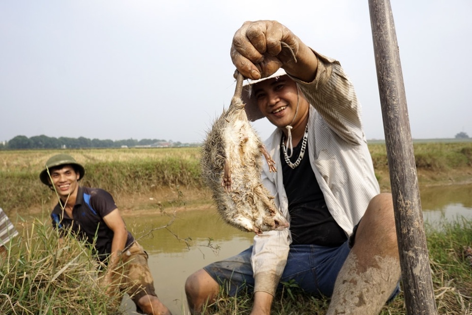 
Vui vẻ khi bắt được con chuột to cỡ cổ tay người lớn.
