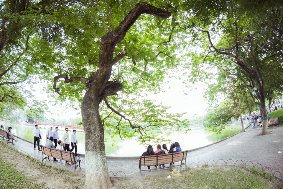 Theo BQL hồ Hoàn Kiếm, quanh khu vực bờ hồ và vườn hoa Lý Thái Tổ có tổng cộng khoảng 45 cây sưa đỏ quý hiếm có tuổi đời từ vài chục năm đến gần 100 năm tuổi.