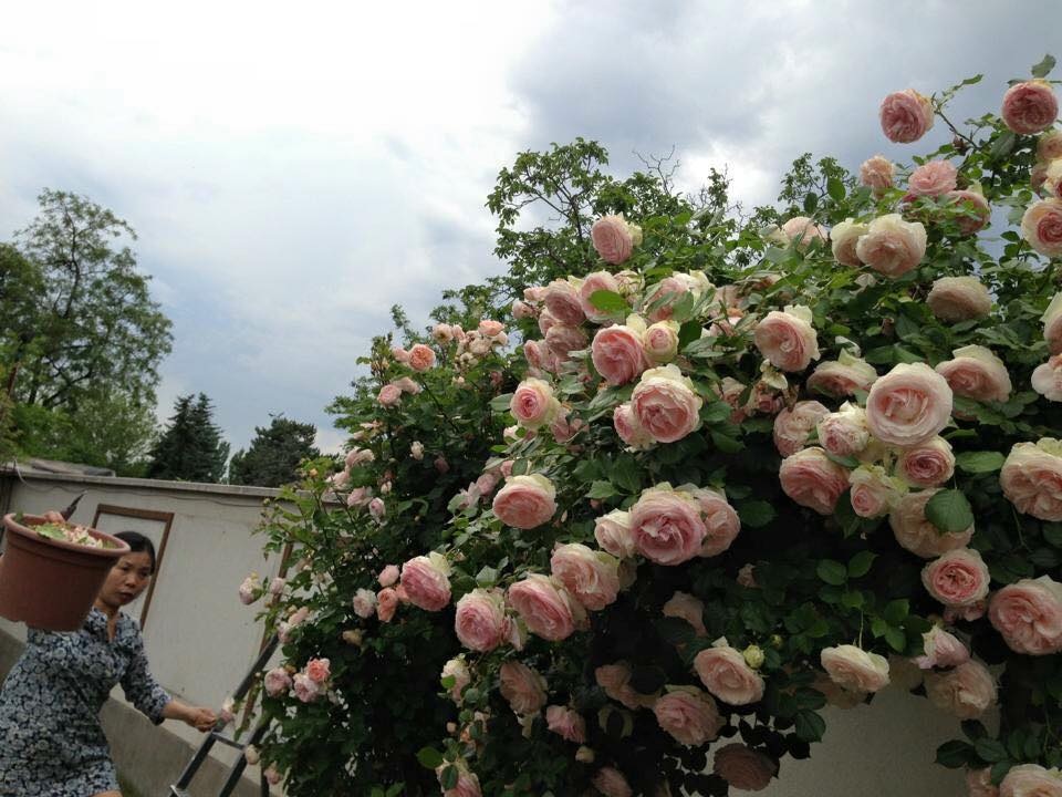 Ngôi nhà hoa hồng "đẹp như cổ tích" của nữ Việt kiều Hungary - 10 Chị Thảo thường tự mình cắt tỉa, chăm sóc vườn hoa