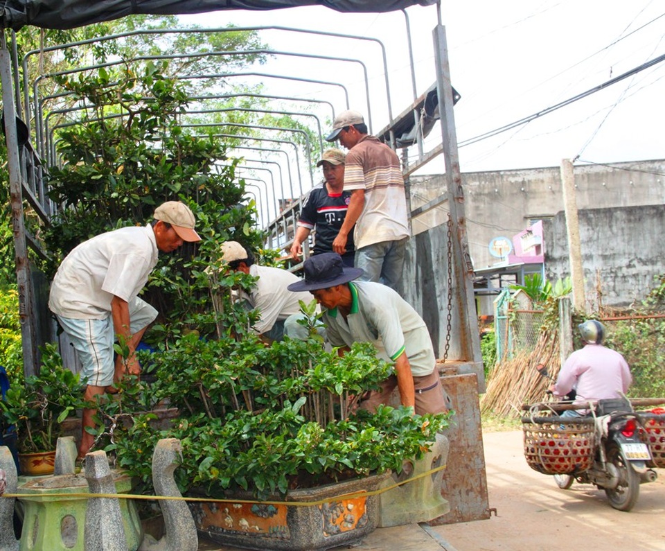 "Mai nở sớm, vui gì mà mong Tết!" - 1
Thủ phủ mai vàng lớn nhất miền Trung tất bật vào vụ Tết