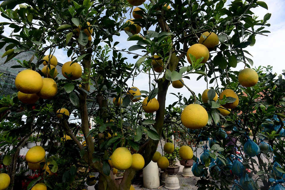 
“Lần đầu nhập bưởi Diễn nên không dám nhập nhiều vì sợ ít người mua, không ngờ khách hàng thích thú với loại này nên chắc năm sau tôi sẽ nhập hàng về nhiều hơn”, ông Hai cho hay.
