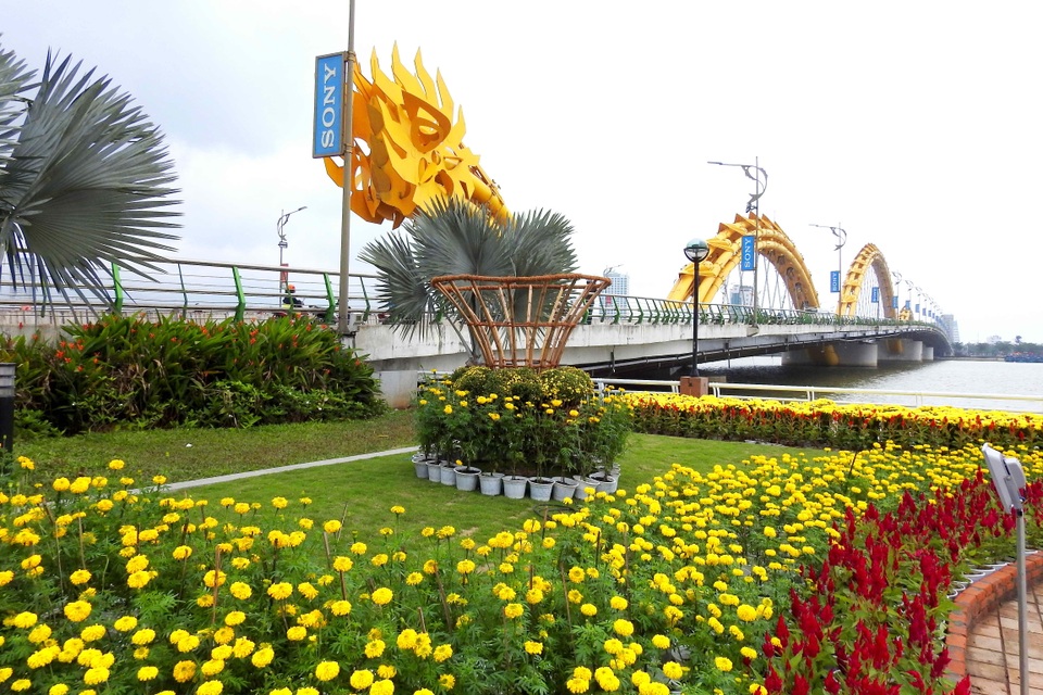 Ngắm Đà Nẵng từ trên cao trời đất vào xuân - 10 Cúc vàng, hoa mào gà, vạn thọ đua nhau khoe sắc