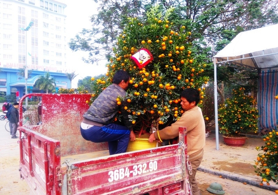 Đào, mai ế ẩm… quất “lên ngôi” ngày cận Tết - 10 Những chậu quất được khách hàng đưa về chưng Tết