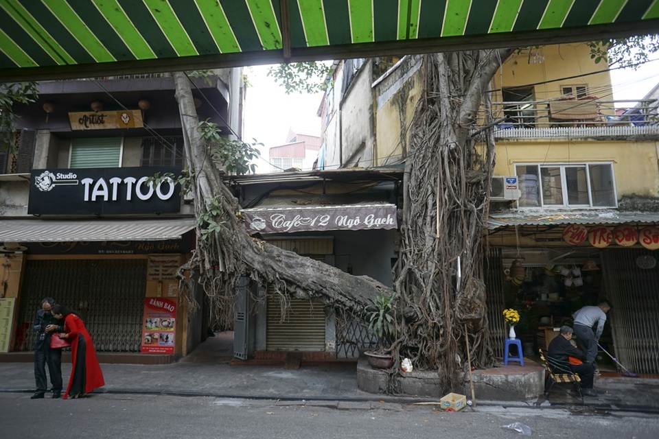 Cây đa tuyệt đẹp trên phố Ngõ Gạch hấp dẫn những người đi chơi phố trong buổi sáng đầu năm.