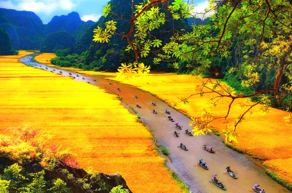 Ngắm “non nước Ninh Bình” qua ảnh - 12 Mùa vàng Tam Cốc (ảnh: Đào Minh Tiến)