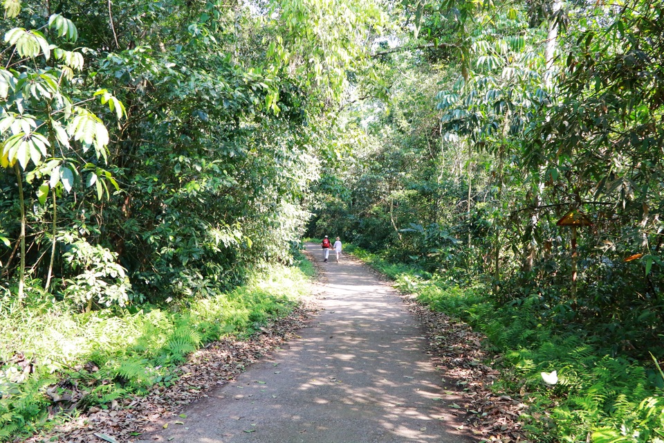 Đến Cúc Phương ngắm “rừng bươm bướm” - 1 Lối đi trong rừng Cúc Phương luôn tràn ngập bóng mát bởi cây cối 2 bên đường. Lạc vào rừng du khách như hòa mình vào thiên nhiên hoang dã, sự yên tĩnh, bỏ xa những xô bồ của thế giới bên ngoài.