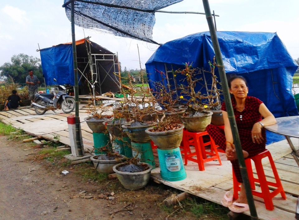 Dựng lều, che bạt ven Quốc lộ 1, thâu đêm bán mai Tết - 2 Hiện nay, các nhà vườn đang huy động nhân công, thuê xe ba gác vận chuyển mai tập kết dọc tuyến QL 1 để bán cho khách. Trong đó, chủ yếu là mai đã nhặt lá, nụ hoa đã bung chấu xanh để bán cho khách ở các tỉnh phía bắc về chơi mấy ngày Tết.