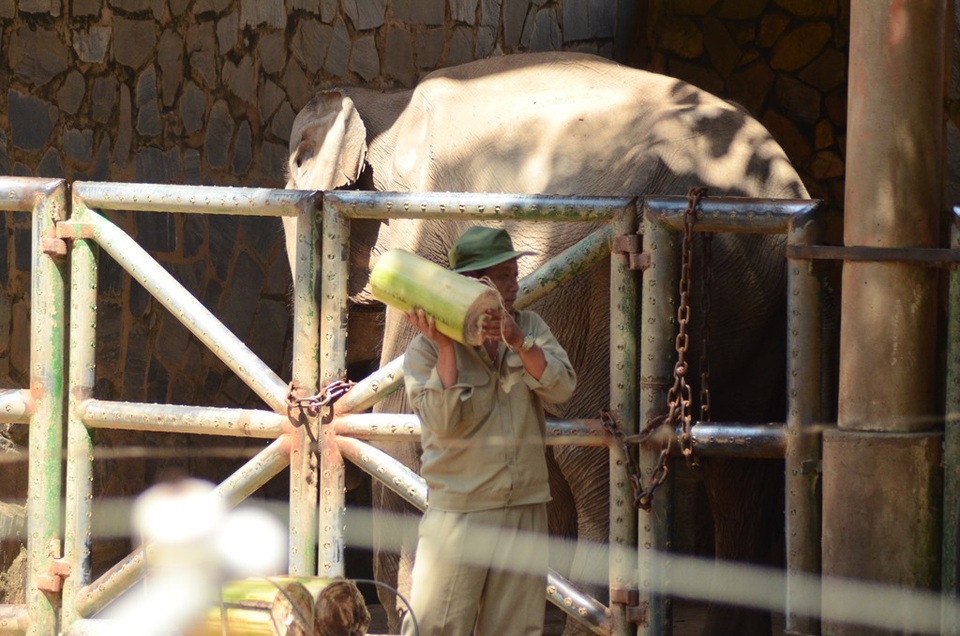 Đến Thảo Cầm Viên để… chọc phá thú (?!) - 9 Mỗi loài thú đều có một thức ăn riêng do các nhân viên chăm sóc cho ăn.
