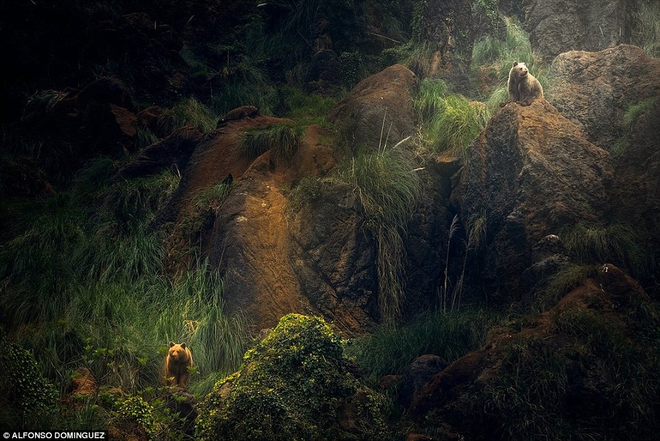 Bức “The Bear Odd Couple” (Cặp gấu lẻ đôi) thuộc hạng mục ảnh Chỉnh sửa, của tác giả Alfonso Dominguez (Tây Ban Nha), chụp tại Laguna De Duero, Tây Ban Nha trong dịp đến thăm công viên sinh thái Cabárceno. Tư thế quay đầu của hai chú gấu khiến tác giả hình dung rằng chúng đang… giận nhau.