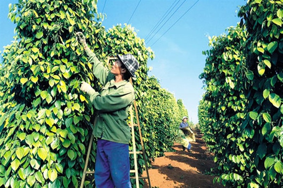 Để phân bón giả không còn làm khổ nhà nông - 3 Ở Đắk Nông đã bắt đầu xuât hiện những làng tỉ phú từ nông nghiệp
