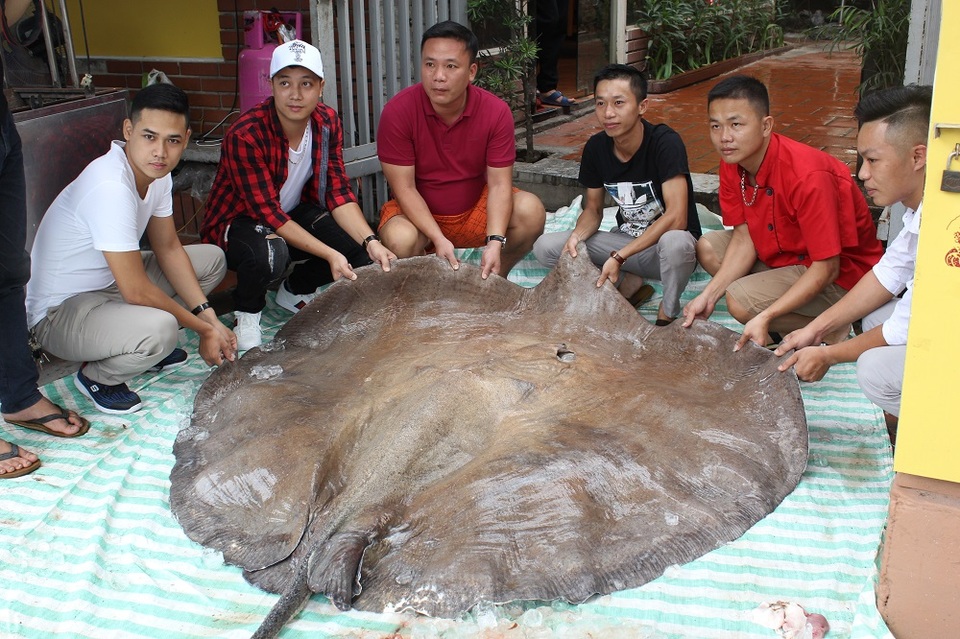 Cá đuối nước ngọt "khủng" nặng 216 kg từ Thái Lan về Hà Nội - 3 Cá đuối nước ngọt "khủng" nặng 216 kg từ Thái Lan về Hà Nội - 3