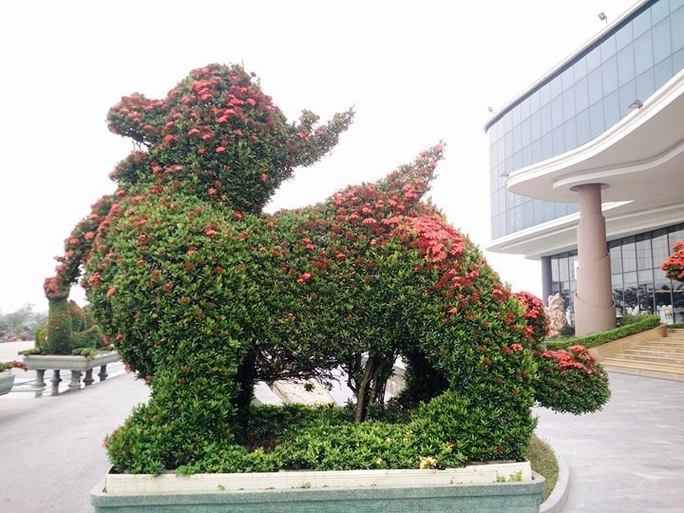 Những linh vật “khủng” tạo hình từ hàng trăm cây hoa mẫu đơn - 8 Một con sư tử ngoại khủng, cao hơn 2m, dài gần 3m được tạo hình công phu với thế đứng uy nghi, đang vươn mình về phía trước, miệng mở rộng, lưỡi dài... Linh vật này được chào bán cho những chủ nhân có đất vườn rộng, nhà cao cửa rộng, đưa con vật này về trồng, chăm sóc trong nhà để nó trông coi tài sản, trừ tà ma vào nhà... Cả cặp sư tử này có giá hàng chục triệu đồng.