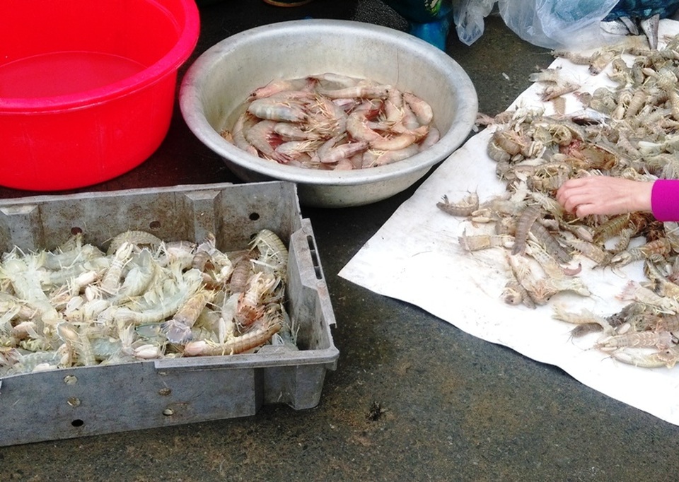 Trúng lớn mùa cá khoai đầu năm, ngư dân “hái” bạc triệu mỗi ngày - 12 Những mẻ tôm tươi rói