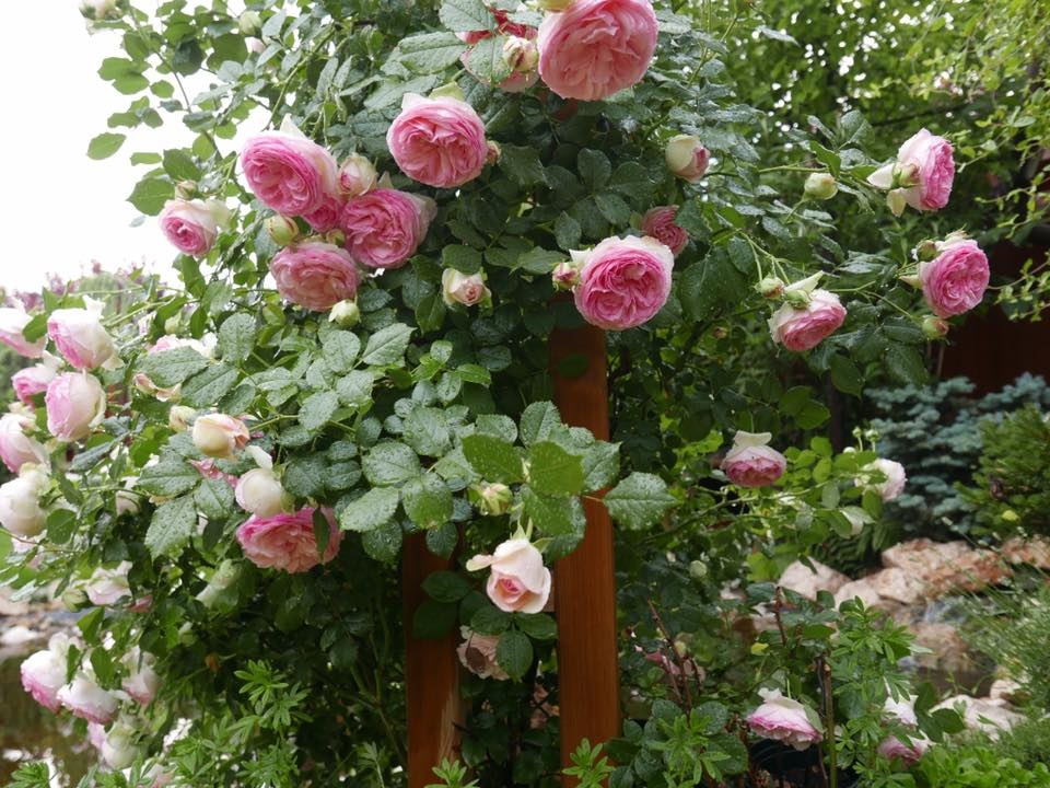 Ngôi nhà hoa hồng "đẹp như cổ tích" của nữ Việt kiều Hungary - 7 Những bông hoa hồng khoe sắc rực rỡ