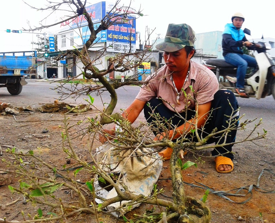 Dựng lều, che bạt ven Quốc lộ 1, thâu đêm bán mai Tết - 11 Năm nay, người trồng mai Bình Định thiệt hại nặng do mưa lũ nên ai cũng hy vọng mai bán được giá cao