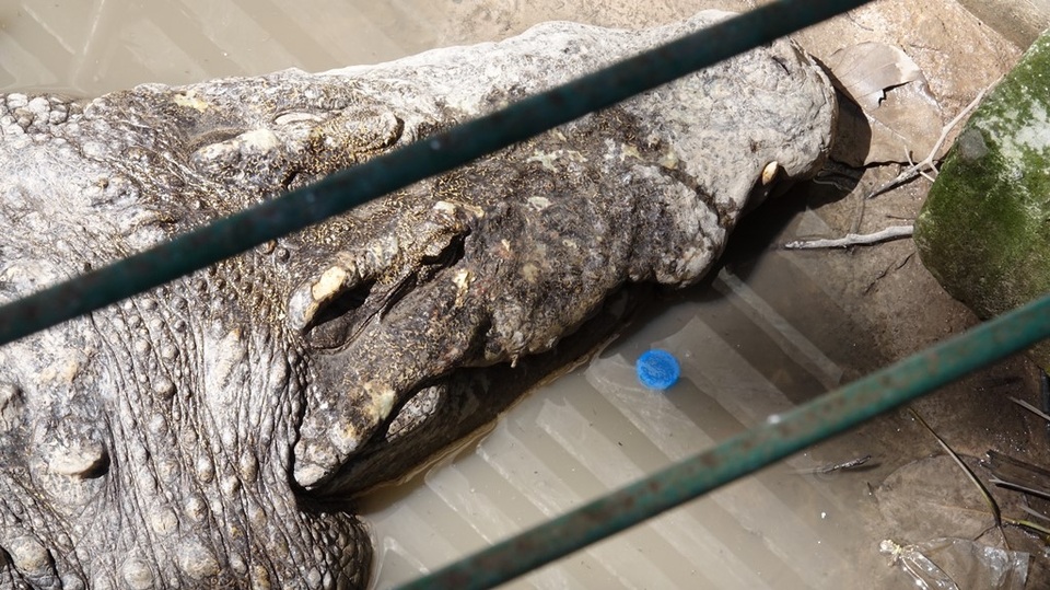 Đến Thảo Cầm Viên để… chọc phá thú (?!) - 10 Lấy nắp vỏ chai ném vào cá sấu.