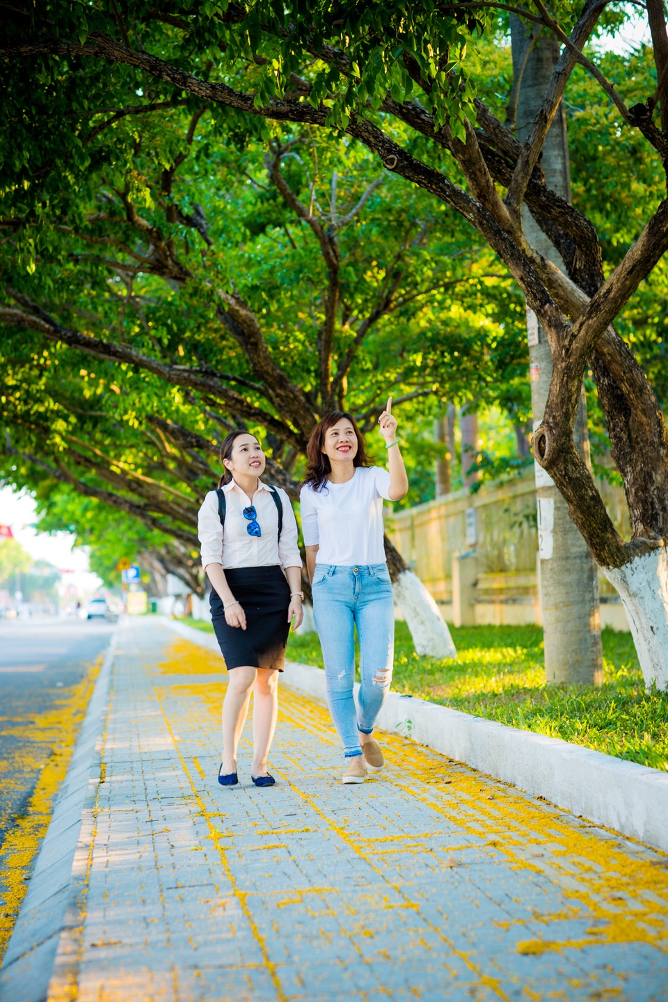 Hoa sưa nở rợp trời ở Tam Kỳ - 15 Hoa sưa nở rợp trời ở Tam Kỳ - 15