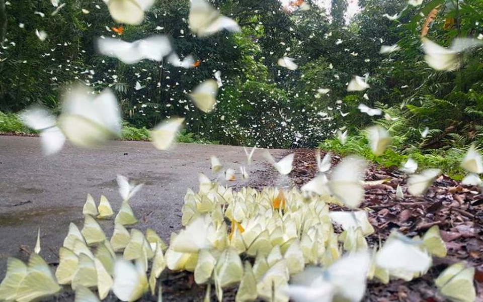 Đến Cúc Phương ngắm “rừng bươm bướm” - 5 Thống kê cho thấy, rừng Cúc Phương hiện có khoảng 400 loài bướm khác nhau. Chủ yếu vẫn là các loài bướm cánh chim (ảnh FB Ninh Bình)