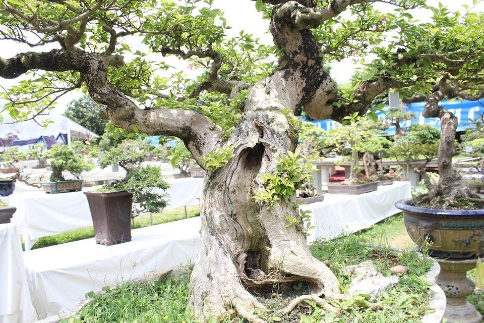 Mê mẩn những kiệt tác bonsai "độc nhất vô nhị" ở Hà Nội - 4
Cây có tuổi đời gần 100 năm, cao 1m, đường kính thân vào khoảng 30cm. Vào mùa hè, cây nở hoa thành từng chùm rất bắt mắt.