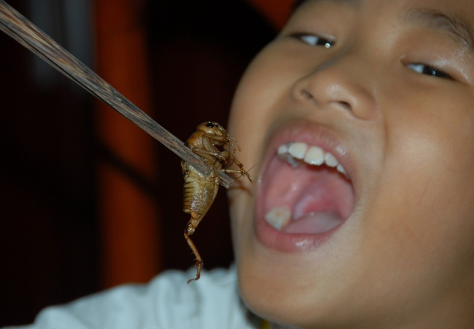 Dân thành phố đi săn dế cơm, "bỏ túi" 200-300 ngàn đồng/ngày - 12
Theo anh Bình, hiện nay một ít quán nhậu ở Cần Thơ làm mồi nhậu “bén” đến tận nhà anh để đặt hàng mua dế về bán cho thực khách với giá là 8.000 - 10.000 đồng/con (đã chế biến sẵn)