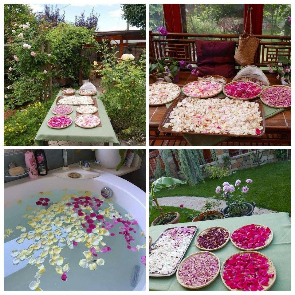 Ngôi nhà hoa hồng "đẹp như cổ tích" của nữ Việt kiều Hungary - 11 Những cánh hoa rụng cũng được chị Thảo đem phơi khô làm kỷ niệm