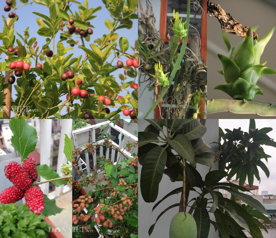Nằm ngay giữa một trong những con phố trung tâm của Thủ đô, vườn cây đặc biệt quanh năm cho quả của gia đình chị Nguyễn Thanh Tâm (Đội Cấn, Ba Đình, Hà Nội) khiến nhiều người không khỏi ghen tị.