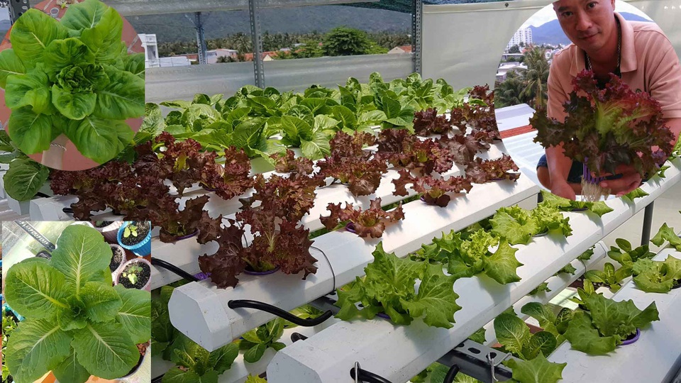 Không chỉ các chị em mà ngay cả cánh mày râu cũng đang ngày càng chứng minh bản thân mình là những tay trồng rau sạch rất cừ. Và, nếu ai đó đến thăm khu vườn rau thủy canh trên sân thượng của ông bố hai con ở Nha Trang có tên Quốc Bảo thì sẽ gật đầu ngay với ý kiến trên.