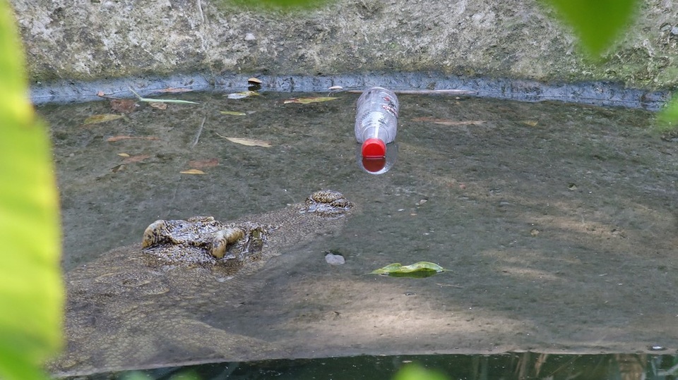 Đến Thảo Cầm Viên để… chọc phá thú (?!) - 11 Lục thùng rác tìm thấy vỏ chai nước ngọt, một vị khách thẳng tay ném vào đầu cá sấu.