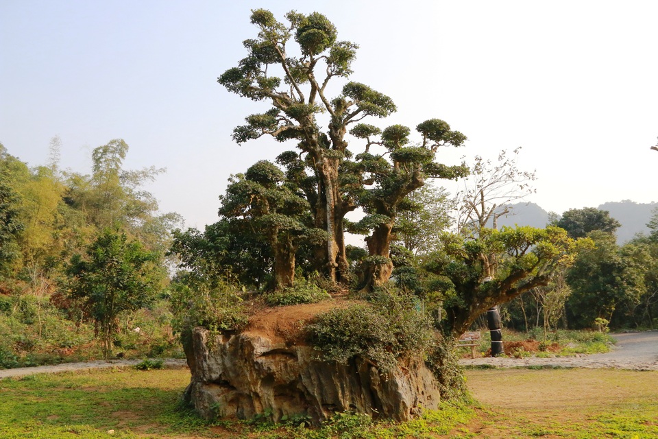 Độc lạ cây duối nghìn năm có dáng “bàn tay phật” ở Ninh Bình - 15
Mỗi ngày có hàng trăm người đến tham quan cây duối “độc nhất vô nhị” này.