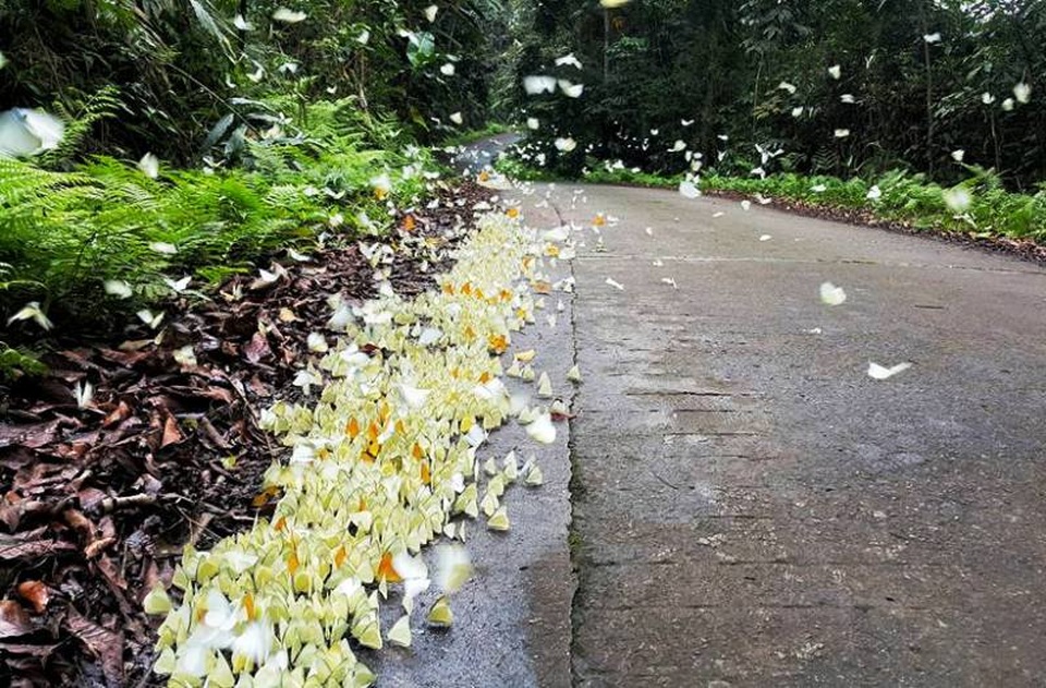 Đến Cúc Phương ngắm “rừng bươm bướm” - 4
Từng đàn lại đậu ven bên đường, bướm đậu chi chít lên đến cả nghìn con một đàn (ảnh FB Ninh Bình)