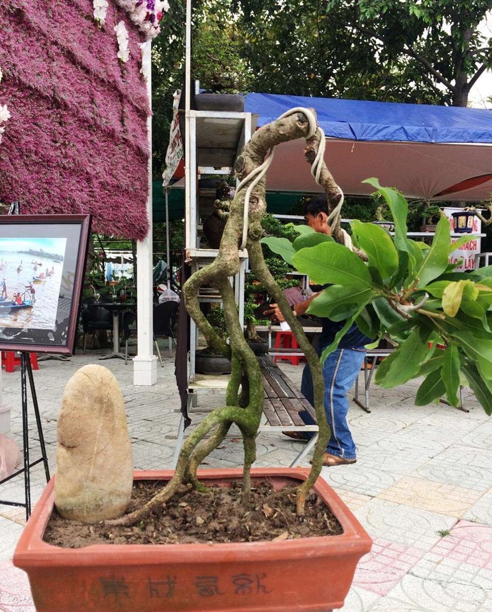 Ngắm những cây kiểng có dáng độc, lạ nhất nhì miền Tây - 2 Một cây mai vàng có dáng độc đáo