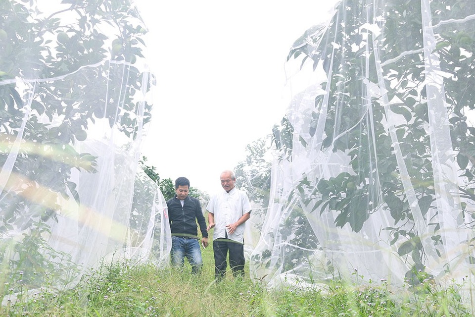 Mắc màn cho cam kiếm tiền tỷ mỗi năm - 2 Nhắc đến cam Khe Mây, nhiều người từng đến và thưởng thức vị ngọt đậm đà khó quên của vị cam nơi vùng đất này sẽ không ai không biết đến vua cam Đinh Văn Oánh. Ông Oánh được xem là người đầu tiên khai phá tiềm năng trồng cam ở đây.