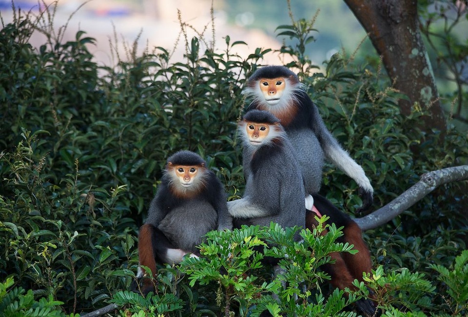 Những hình ảnh xuất sắc của nhiếp ảnh gia Việt đăng trên National Geographic - 15
Voọc chà vá chân nâu là loài có màu sắc rực rỡ nhất trong các loài linh trưởng. Đây là loài động vật thuộc nhóm nguy cấp, quý hiếm nằm trong sách đỏ. Với đặc trưng 5 màu, Voọc chà vá chân nâu (hay còn gọi là Chà vá chân đỏ hoặc Voọc ngũ sắc) được tổ chức bảo vệ động vật hoang dã quốc tế tôn vinh là “nữ hoàng” của các loài linh trưởng. (Click vào đây để xem ảnh kích thước lớn)