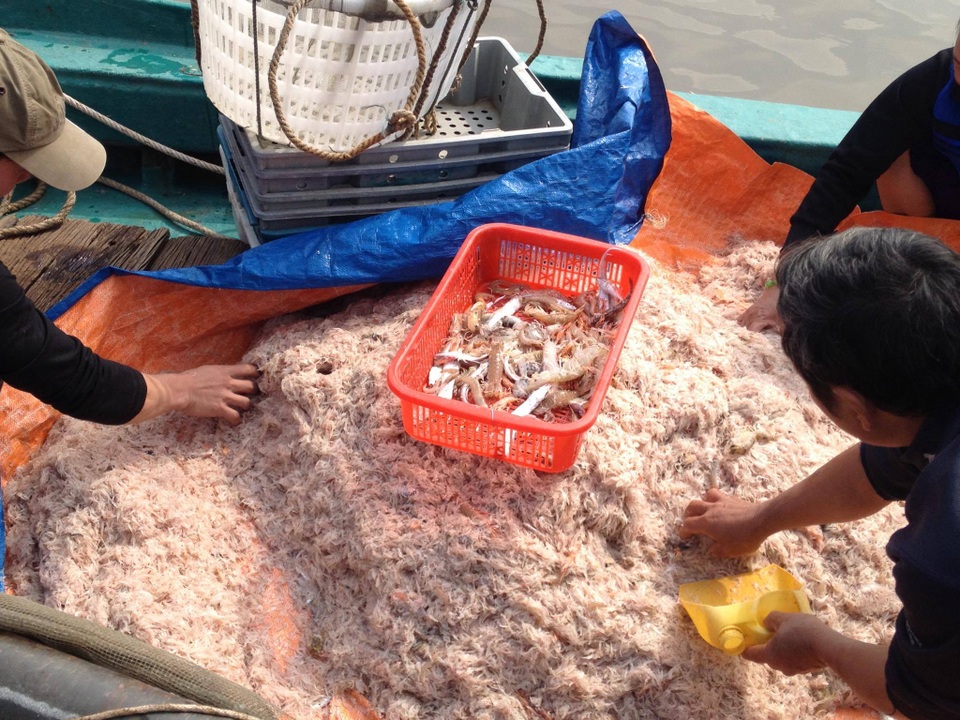 Nhặt những con cá tôm lớn ra khỏi mớ ruốc lớn.
