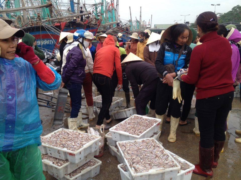 Cá cơm cũng được mùa.