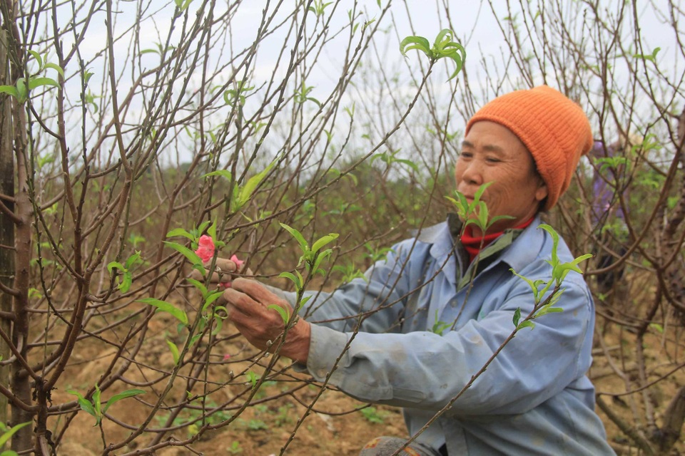 
Những nụ đào sắp sửa bung hoa
