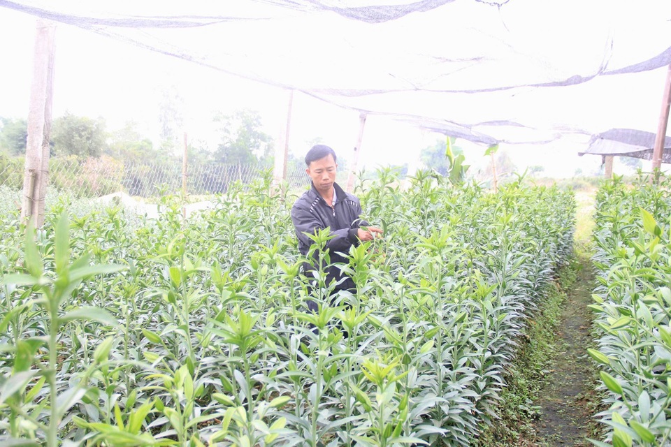 
Ngoài quất và cây cảnh, người dân xã Hợp Lý còn làm thêm cả giống hoa ly để phục vụ Tết
