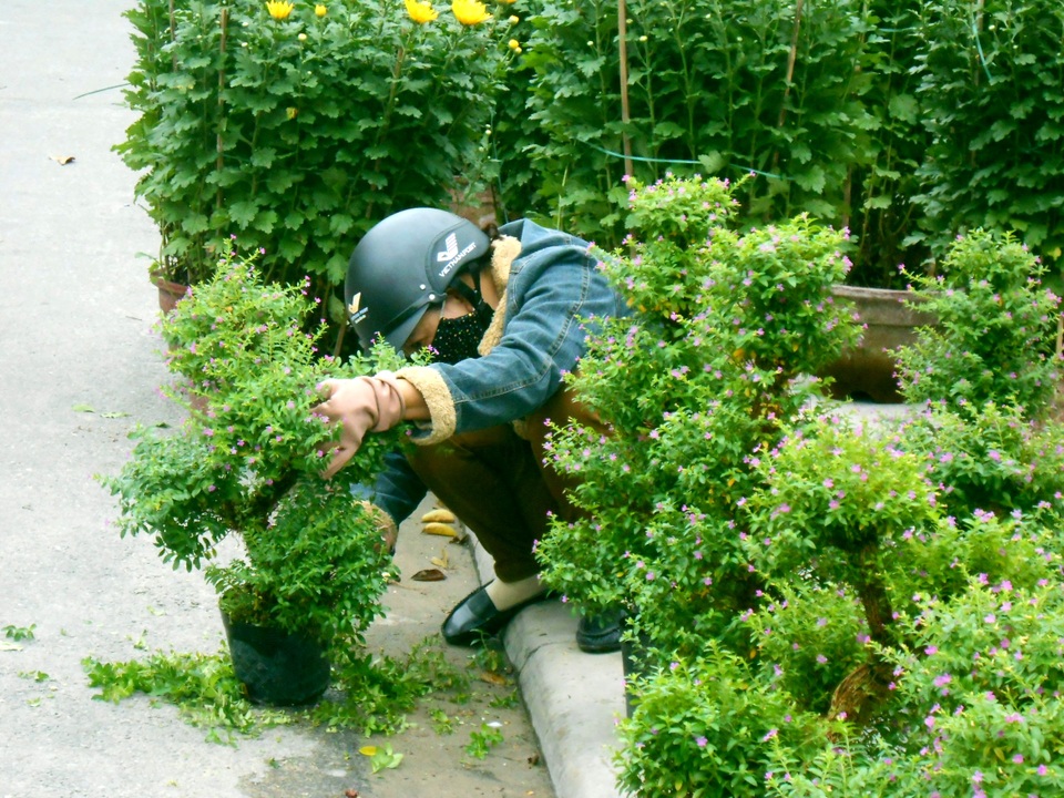 Chuẩn bị hoa đón xuân