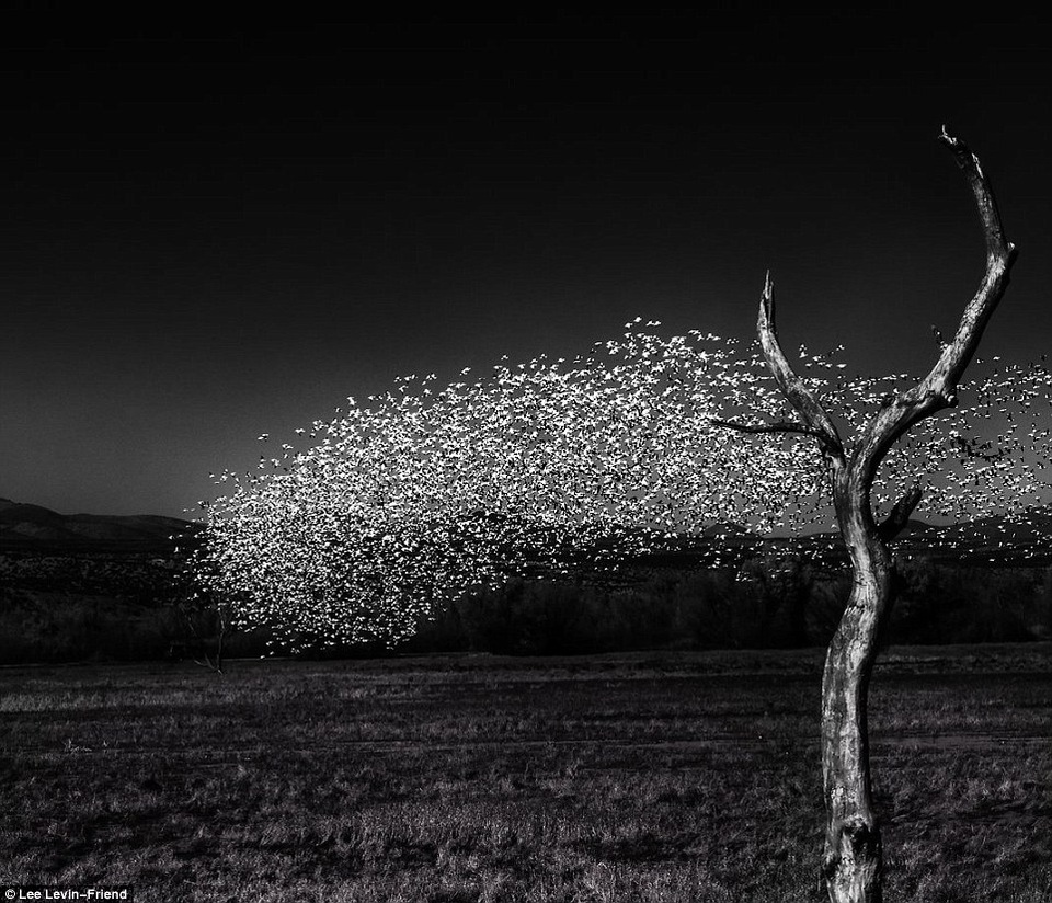 Bức “Snow Geese at Bosque del Apache” (Ngỗng tuyết ở khu bảo tồn Bosque del Apache), ảnh của Lee Levin-Friend (Mỹ), chụp tại bang New Mexico, Mỹ, tranh giải ở hạng mục ảnh Chỉnh sửa.