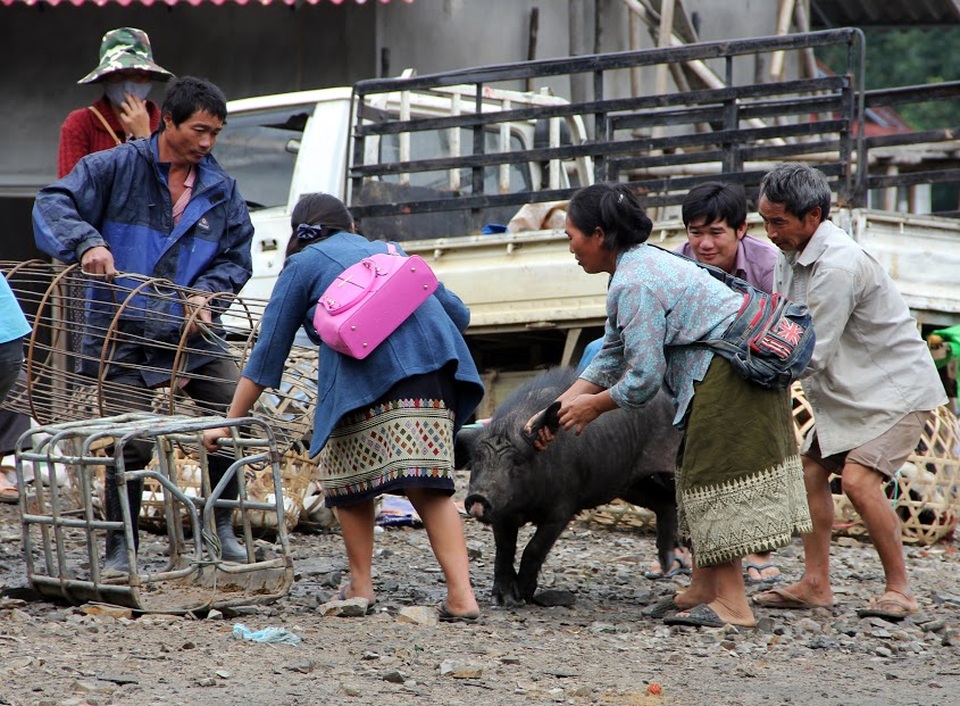 “Chen chân” ở chợ vùng biên trong kỳ nghỉ lễ - 9 Những con lợn đen được nuôi từ lâu giờ đem ra chợ bán.