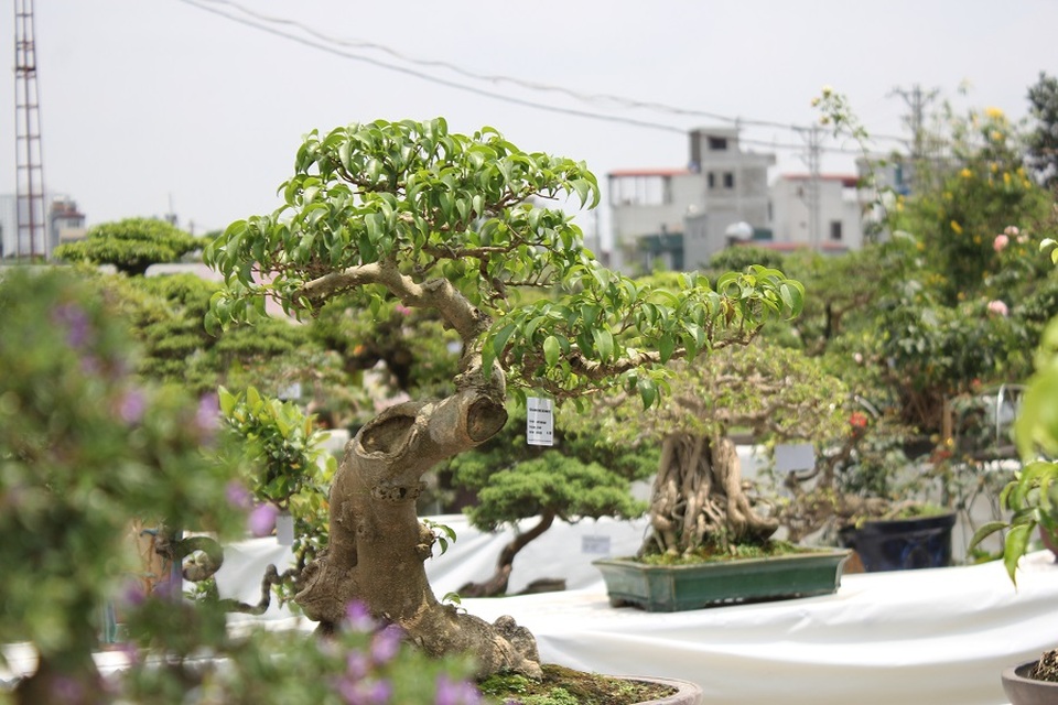 Mê mẩn những kiệt tác bonsai "độc nhất vô nhị" ở Hà Nội - 2 Triển lãm “Hoa và nghệ thuật bonsai”, được xem là triển lãm đầu tiên về cây cảnh bonsai được tổ chức ở Hà Nội. Trong đó, quy tụ hơn 200 cây cảnh có vóc dáng độc lạ, uốn tỉa cầu kỳ của các nghệ nhân nổi tiếng, hàng đầu cả nước. Nhiều cây được đánh giá là “hiếm có, khó tìm” ở Việt Nam.